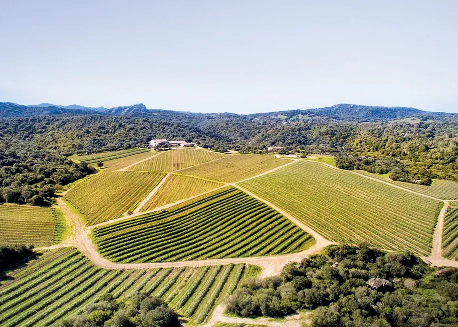 Aerial view of a lush, green vineyard with neat rows of grapevines on hilly terrain. A distant mountain range under a clear blue sky. Tranquil and picturesque.